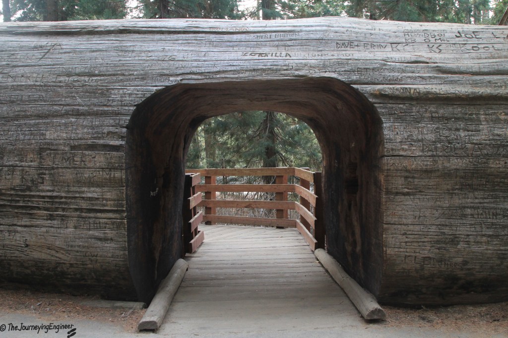 Tunnel carved through a fallen giant