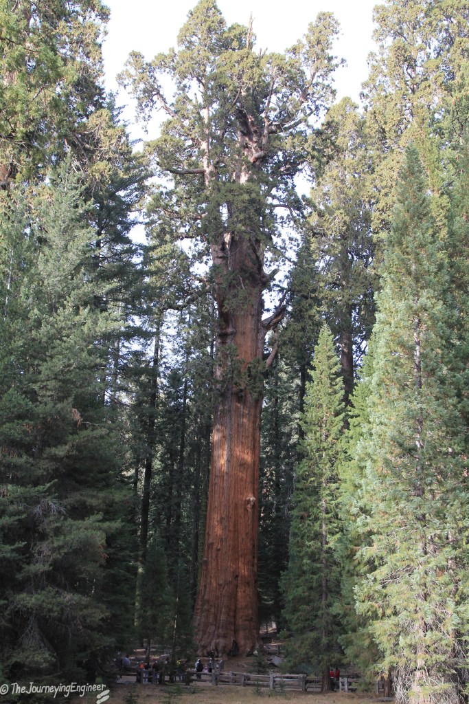 Shot from afar to capture the whole of General Sherman Tree